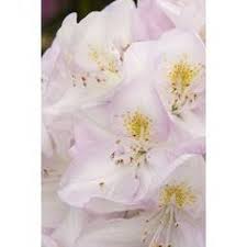 Monrovia White Gomer Waterer Rhododendron Flowering Shrub In Pot With Soil 009432 Products In 2019 Small Evergreen Shrubs Flowering Shrubs Evergreen Shrubs