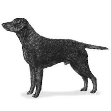 Image result for curly coated retrívr