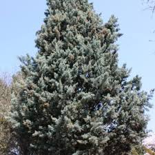 Image result for Cupressus arizonica