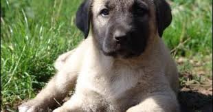 Kangal Puppy Animaux
