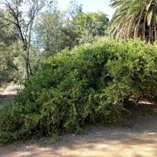 Image result for Maytenus chasei