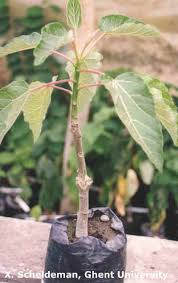 Image result for Cylicomorpha parviflora