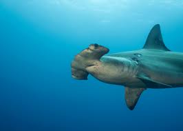 Hammerhead shark is probably the weirdest type of sharks. Scalloped Hammerhead Shark Among 10 Species Threatened By Wildlife Trade Turtle Island Restoration Network