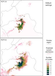 Image result for Crotalaria prittwitzii
