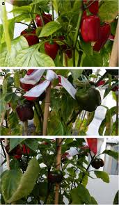Early pruning can help avoid tall, lanky pepper plants. Pospiviroid Infections In Capsicum Annuum Disease Symptoms And Lack Of Seed Transmission Springerlink