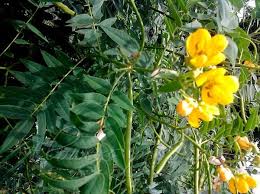 Image result for Senna sophera