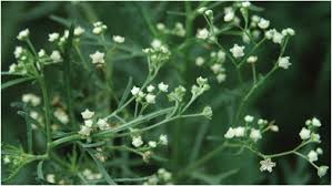 Image result for Parthenium