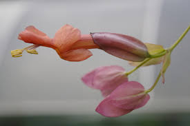 Image result for Dolichandra