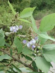 Image result for Psophocarpus grandiflorus