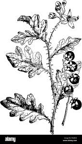 Image result for Plicosepalus sagittifolius