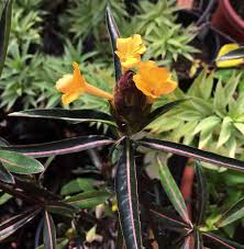 Image result for Barleria spinulosa