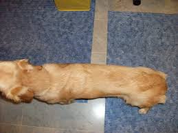 Don't wait, ask anything right now. 11 Months Too Skinny Golden Retriever Dog Forums