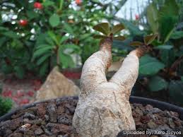 Image result for Euphorbia ramulosa