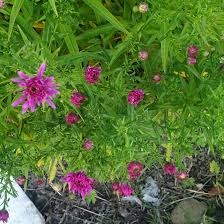 Image result for Asters `Jenny