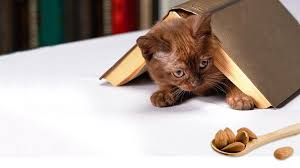 In a nutshell (pun alert!) the short answer is no. Can Cats Eat Almonds Can Cats Drink Almond Milk Petmoo