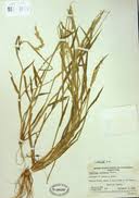 Image result for Eriochloa fatmensis