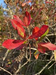 Image result for Richardsiella