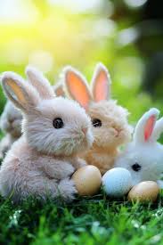 Image result for tbn:nuNU7FPK4A54yM::rvforsaleguide.com/images/bunny-resting-picture.jpg