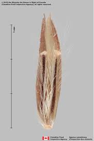 Image result for Bothriochloa bladhii