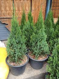 สนไทรเง นไทรทอง