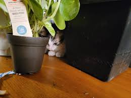 How did a cat get on my end table?