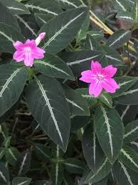 Image result for Ruellia makoyana