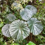 Image result for Ipomoea chloroneura
