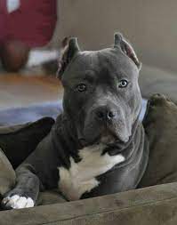 Pin On Pit Bulls