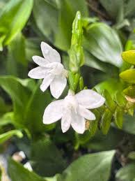 Image result for Angraecum distichum