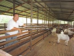 Luasan kandang kambing sebaiknya disesuaikan dengan jumlah kambing yang akan dipelihara. Hobi Pelihara Kambing Akhirnya Menjadi Komersial