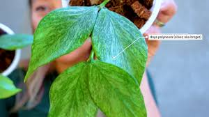 Image result for Ochna polyneura