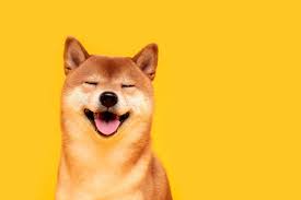 What's with dogecoin and the dog? Dogecoin Everything You Need To Know About The Cryptocurrency Tech