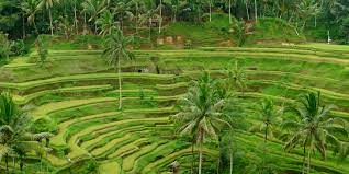 Karena Wisata Bogor Punya Pesona Wisata Bali