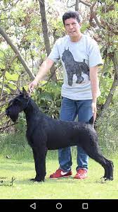We did not find results for: Giant Schnauzer Pepper Salt And Black Home Facebook