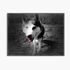 (meist weißer) spitzartiger schlittenhund mit buschigem fell. Siberian Husky Schwarz Weiss Mit Blauen Augen Metallbild Von Myredblack Redbubble