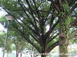 Image result for Pentadesma