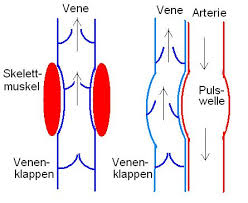 1 Lektion Blutgefasse Fredrikbolt