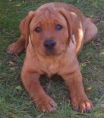 Michigan may not seem like the number one place for pets, but it offers more than one may initially think. Rusty 3 1 2 Months Old Cute Animal Photos Labrador Puppy Red Labrador