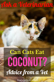 You can give your cat a little now and then so long as the risk of diarrhea doesn't bother you too much, but overdoing it could seriously damage your cat's health. Can Cats Eat Coconut Or Drink Coconut Milk Cats Coconut Canning