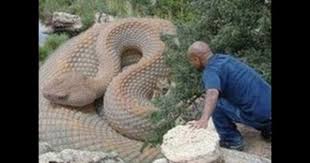 The World S Biggest Snake Found Alive New 2013 Malaki Ahas Part 2 Giant Snake Snake Animals