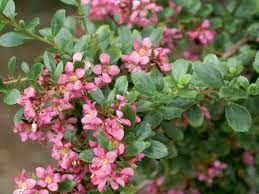 Image result for Aneulophus congoensis