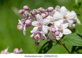 Image result for Deutzia x hybrida ′Mont Rose