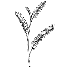 Image result for Phyllanthus nyikae