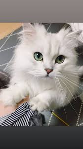 Cat White Wallpaper 2020 Sevimli Kediler Pug Kedi