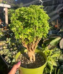 Image result for Polyscias fruticosa