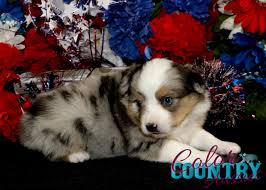 Color Country Aussies