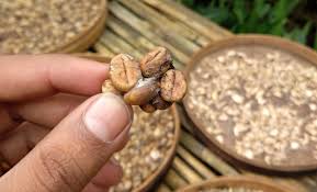 Furthermore, you can reinvest the money saved. Luwak Coffee World S Costliest Coffee Shoestring Travel Travel Blog For Travel Tips On Budget