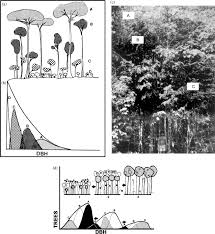 Image result for Pseudo Agrostistachys