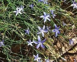 It's called the tall bluebell because it can get up to 90 centimetres high, but around here. Wahlenbergia Stricta Alchetron The Free Social Encyclopedia