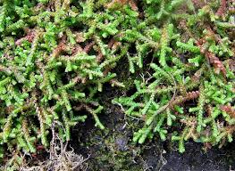 Image result for Selaginella molliceps